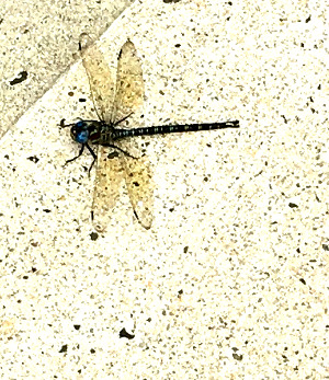 Dragonfly in New Haven