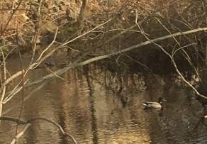 Mallard duck enjoying the brook at 88 Sodom Lane in Derby, CT