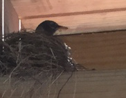 robin nesting (photo credit: Drew Mortensen)